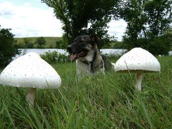 where dogs dig fairy rings
