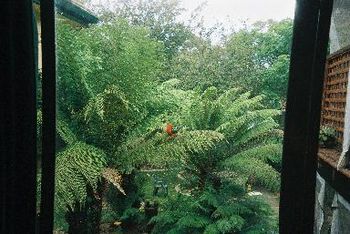 the king parrot
