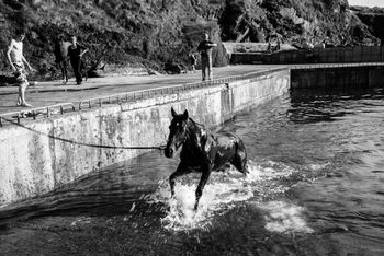swimming_the_horses
