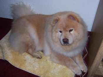 Sandra's pet chow dog, Kima
