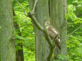 2011 Yard Bird Young Red-Tail
