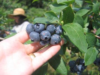 MJ picking Blue Berries
