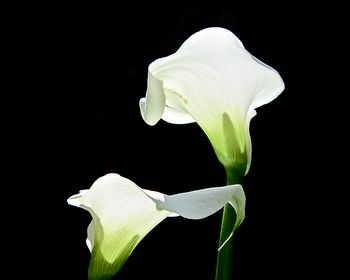 2435 lily white
