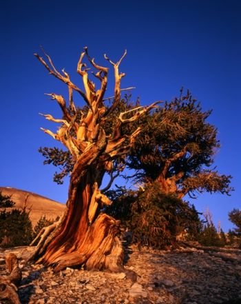 PATRIARCH GROVE, INYO NATIONAL FOREST, CA
