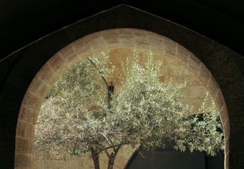 STONE ARCH FRAMES AN OLIVE TREE IN OLD JERUSALEM

