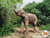 Gentle Giants Elephant online Fundraiser https://thegentlegiants.org/fundraiser