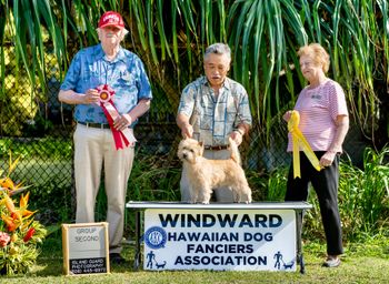 Dandy group two and three Windward Hawaiian Dog Fancier Club 4/2023
