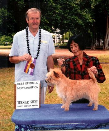 Our dear friend Allene Auld handles Candy to her championship at the fall 2008 Hawaiian Terrier show. Thank you Allene, and despite her lively and independent-minded ring performances she is now Ch Nakoa Rock Candy RN.
