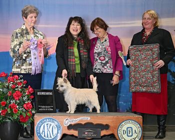 Nakoa Highland Toffee was Winners Dog three days and best ops in sweeps and reserve at the terrier specialty. Pictured in sweeps handled by Carole Furuya
