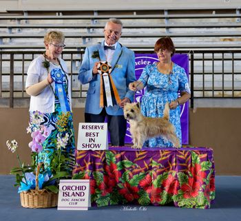 Gch Highland Dandelion Tea of Wolfpit  group 1 and reserve best in show Orchid Isle Dog Fancier Club October 2023
