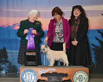 Hamish - Nakoa Highland Toffee - WD three days for three majors and 11 points at 8 months. He was also BOW Friday. Thank you judges Yvonne Savard, Lydia Hutchinson and Edy Dukstra-Blum. Pictured with esteemed breeder judge Ms Lydia Coleman Hutchinson
