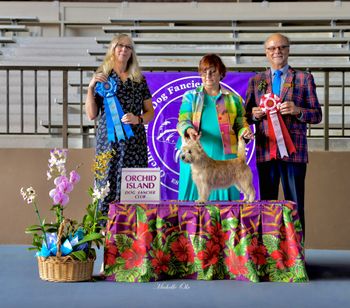 Dandy group 1 and group 2 Orchid isle dog fancier club shows 1 and 2 Oct 2023
