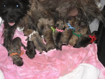Halle with her NINE puppies. What a proud momma. They are all healthy and getting big. Halle is benig awonderful mom and taking care of all her babies. Sire is CH. Fenner's Celtic Ale (Foster) from Carolyn Lambert
