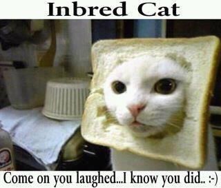 INBRED_CAT
