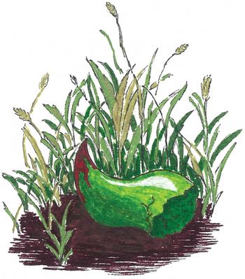 Horn In Grass Illustration (Johanna Burr, daughter) from The Dragon KIng www.thedragonking.com

