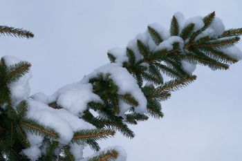 snow_on_pine
