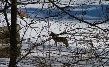 Female Wolf/Coyote(?) at Bolton Lake.  Mate was found killed by car so it's now alone. -Mike Harriso
