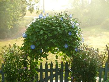 Nina's Morning Glories -Mike Harrison '07
