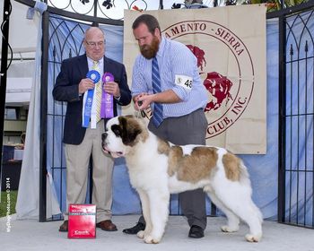 Atticus going WD BW under specialty judge Bob Aubrey from the 12-18 month class
