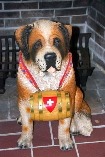 Swiss - dog
