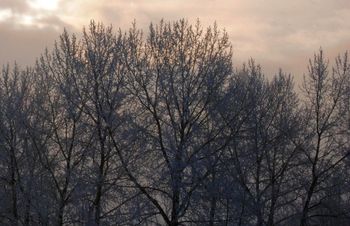 Winter Trees
