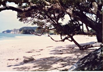 We often went over to Langs from '64 on and always had it to ourselves.... Beautiful Langs......photo taken..summer of '64....it was always noticable that small groundswells began to regularly push in from Xmas on...on the Northland east coast...
