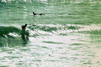 Tim Frazerhurst and Allan Matheson having a nice session at Whananaki ..summer of '65 must have been a fairly sizable swell running around the point this day!!....
