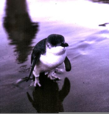 and guess who rocked up to share a wave with us at Waipu in 1965.... a little blue penguin.....a long way from home...but just casually walked up the beach all by himself...very cute!!
