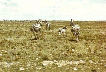 nosy zebras

