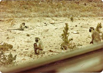 monkeys on  the side of the road
