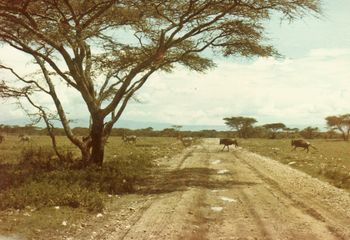 was always herds running everywhere......wildebeeste
