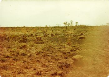 endless termite mounds

