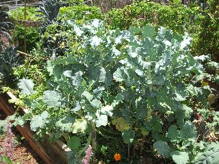 our Kale
