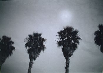 Terry Matsuoka- Palms silver print
