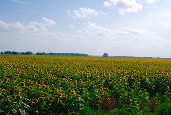 Oklahoma Sunflowers
