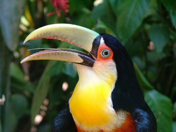 toucan
