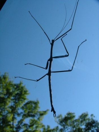 stick_bug
