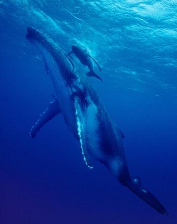 whale_and_calf
