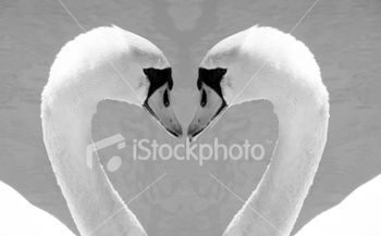stock-photo-5892225-swans-love
