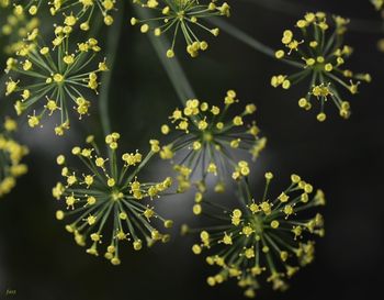 Dill flowers
