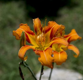 "Swonke Home" day lily
