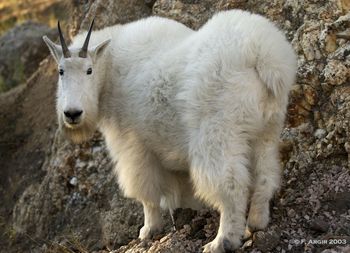 Mountain Goat Above the timberline
