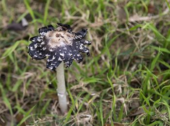 Black mushroom
