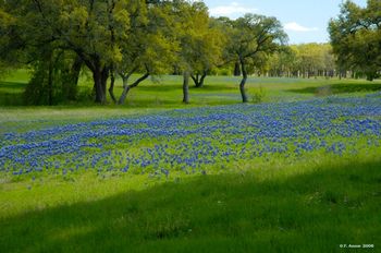 Texas Bluebonnets Washington County, Texas
