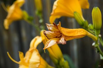 Older Day Lily
