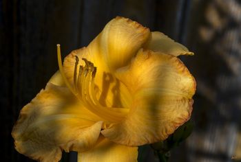 Day Lily
