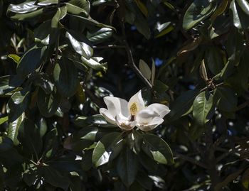 Magnolia Bastrop, Texas
