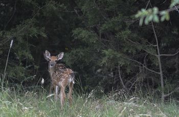 Double fawns 3
