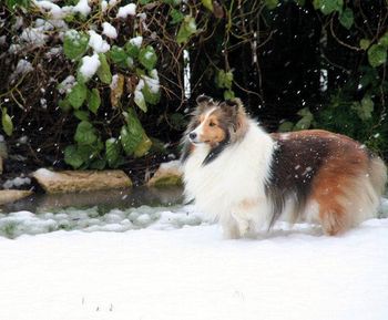 Roxey ~ Enjoying the Snow !
