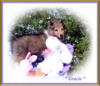" Gracie " Loved by Richardson Family in Dallas,TX
